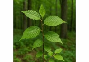 Slippery Elm: Antioxidant Benefits, Anti-Inflammatory Properties, Key