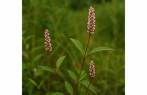 Smartweed (Polygonum hydropiper) Benefits and Medicinal Properties for Digestion and Inflammation Discover smartweed benefits for digestion and inflammation, plus key compounds, traditional uses, dosage guidance, and important safety precautions.