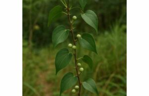 Smilax (Smilax ornata) Root Benefits, Active Compounds, Medicinal Uses, and Safety Learn smilax root benefits for joint discomfort, skin support, and inflammation, plus active compounds, traditional uses, dosage, and safety.