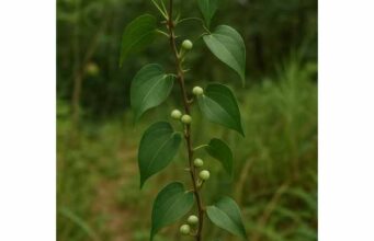 Learn smilax root benefits for joint discomfort, skin support, and inflammation, plus active compounds, traditional uses, dosage, and safety.