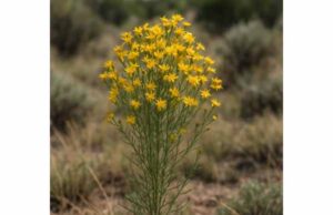 Snakeweed: Folk Uses, Potential Health Benefits, and Safety Risks Learn snakeweed folk uses, potential topical benefits, and key safety risks. Explore what this traditional desert herb may offer and why caution matters.