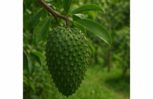 Soursop (Annona muricata): Key Ingredients, Benefits, Medicinal Properties, and Safety Learn soursop benefits, key compounds, and safety. Discover how fruit and leaf differ, where the evidence is strongest, and why supplement caution matters.