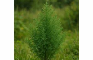 Southernwood (Artemisia abrotanum): Digestive Benefits, Aromatic Uses, Dosage, and Safety. Discover southernwood benefits for digestion, aromatic respiratory support, and traditional external use, plus dosage guidance and safety tips.