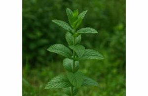 Discover spearmint benefits for digestion, memory, and hormone support, with evidence-based uses, dosage guidance, and practical safety tips.