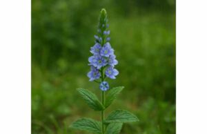 Speedwell (Veronica officinalis): Traditional Uses, Health Benefits, Dosage, and Safety Guide Learn speedwell benefits for cough, throat comfort, digestion, and skin support, with traditional uses, dosage guidance, and key safety tips.