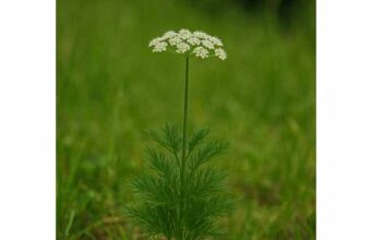 Spignel (Meum athamanticum) What It Is, Potential Benefits, Dosage, and Safety Discover spignel benefits for digestion, aromatic support, and traditional use, with key compounds, dosage guidance, and important safety cautions.