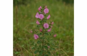 Spiny Restharrow (Ononis spinosa): Urinary Support, Traditional Uses, and Safety Tips Discover spiny restharrow benefits for urinary support, gentle diuretic use, traditional uses, dosage, and key safety tips for minor urinary complaints.