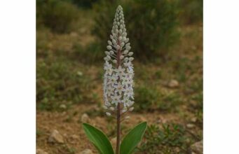 Squill (Drimia maritima): Respiratory Uses, Medicinal Properties, Dosage, and Safety Learn squill benefits for cough, mucus, and respiratory support, plus traditional uses, dosage guidance, and the serious safety risks to know.
