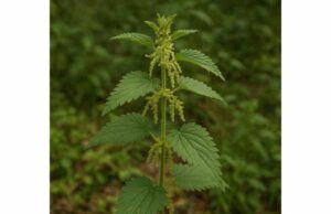 Stinging Nettle (Urtica dioica) Leaf and Root Benefits, Dosage, and Side Effects Learn stinging nettle leaf and root benefits for urinary support, joint comfort, prostate health, dosage guidance, and key side effects.