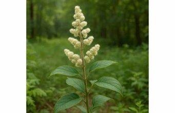 Learn how suma, or Brazilian ginseng, may support stress resilience, energy, recovery, and inflammation, with dosage guidance and key safety tips.