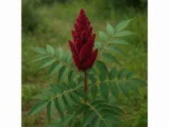 Sumac: Superior Benefits, Adaptogenic Ingridients, Notable Medicinal Properties, and Culinary Applications