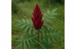 Sumac (Rhus coriaria) Benefits and Medicinal Properties for Inflammation and Metabolic Health Discover sumac benefits for inflammation, blood sugar, cholesterol, and antioxidant support, plus safe ways to use this tart medicinal spice.