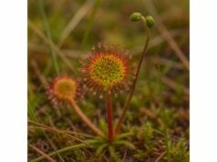 Sundew: Health Benefits, Key Ingridients, Medicinal Properties, and Uses
