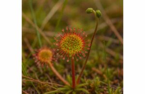 Sundew (Drosera rotundifolia) Benefits for Cough, Traditional Uses, and Safety Learn how sundew may help dry, spasmodic coughs, with traditional respiratory uses, dosage guidance, safety tips, and species-specific cautions.