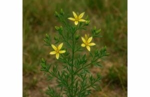Syrian Rue (Peganum harmala): Medicinal Properties, Toxicity, Uses, and Safety Learn the medicinal properties of Syrian rue, its traditional uses, major toxicity risks, drug interactions, and why self-dosing is unsafe.