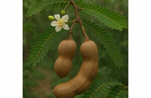 Tamarind for Digestion, Heart Health, and Inflammation: Benefits, Dosage, and Safety Tamarind may support digestion, bowel regularity, heart health, and inflammation balance. Learn its benefits, dosage, and safety.
