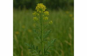Tansy Mustard (Descurainia sophia) for Digestion and Thirst Relief: Benefits, Uses, and Safety Tansy mustard may ease constipation, support digestion, soothe thirst, and offer mild respiratory comfort. Learn its benefits, uses, and safety.