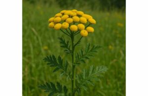 Tansy (Tanacetum vulgare): Key Ingredients, Herbal Uses, Toxicity, and Safety Tips Tansy is a potent traditional herb studied for antimicrobial, antiparasitic, and digestive effects, but toxicity risks make careful use essential.