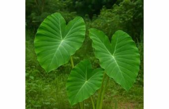 Taro is a fiber-rich staple that supports digestion, satiety, and balanced blood sugar when cooked properly. Learn its nutrition, benefits, and safety.