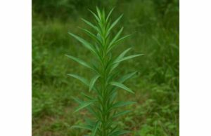 Tarragon Benefits and Uses: Digestion Support, Key Compounds, Dosage, and Safety Tarragon supports digestion, appetite, and post-meal comfort, with antioxidant benefits and promising blood sugar effects.