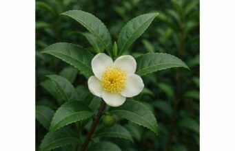Tea plant supports alertness, cardiovascular health, and antioxidant defense. Learn tea types, benefits, dosage, and key safety tips.