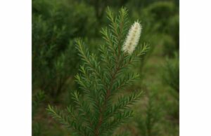 Tea Tree (Melaleuca alternifolia): Medicinal Properties, Skin Benefits, Uses, and Safety Tea tree oil may help with acne, dandruff, and minor fungal skin concerns. Learn its uses, dilution, benefits, and safety.