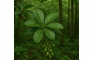 Terminalia chebula for Digestion, Oral Health, and Joint Comfort: Benefits, Dosage, and Safety Terminalia chebula may support digestion, bowel regularity, oral health, and joint comfort. Learn its benefits, dosage, and safety.
