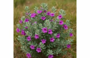 Texas Sage (Leucophyllum frutescens): What It Is, Potential Benefits, Uses, and Risks Texas sage shows antioxidant and anti-inflammatory promise, with traditional uses for pain and respiratory comfort. Learn benefits, risks, and safety.
