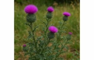 Thistle: Medicinal Properties, Active Compounds, Uses, and Side Effects Cirsium thistle may offer antioxidant, anti-inflammatory, and liver-supportive effects. Learn its uses, active compounds, and side effects.