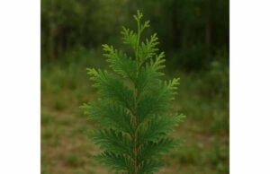 Thuja (Thuja occidentalis): Medicinal Properties, Topical Uses, Dosage, and Side Effects Thuja is best known for topical wart and fungal skin care, with antimicrobial and anti-inflammatory effects alongside important safety concerns.