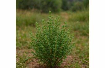 Thyme may help ease productive coughs, support digestion, and promote oral health. Learn its key benefits, uses, dosage, and safety.