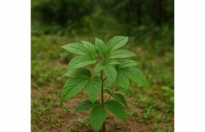 Tienchi Ginseng (Panax notoginseng): Active Compounds, Health Benefits, and Safe Use Tienchi ginseng supports circulation, cardiovascular health, and tissue recovery. Learn its active compounds, benefits, dosage, and safety.