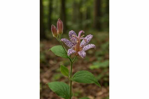 Toad lily is an under-studied ornamental with possible antioxidant and anti-inflammatory potential. Learn its medicinal promise, risks, and safety limits.