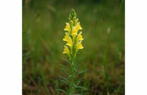Toadflax: Digestive and Topical Uses, Key Ingredients, Dosage, and Risks Toadflax is a traditional herb for digestive sluggishness, mild fluid retention, and skin irritation, with promising anti-inflammatory compounds and key safety tips.