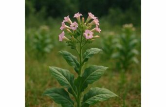 Tobacco contains nicotine and other active compounds, but its real modern role is in regulated cessation therapy, not safe herbal self-treatment.