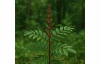 Learn Tongkat Ali benefits for testosterone, libido, stress, and male fertility, plus safe dosage, extract quality tips, and key side effects.