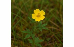 Tormentil (Potentilla erecta): Benefits for Diarrhea, Oral Care, and Safe Use Tormentil is a tannin-rich herb for mild diarrhea and oral irritation, with astringent, anti-inflammatory benefits and important safety tips.