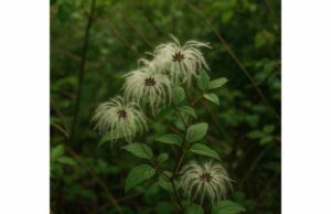 Traveller’s Joy (Clematis vitalba): Medicinal Properties, Traditional Uses, Dosage, and Side Effects Traveller’s Joy is a traditionally used but potentially toxic vine studied for pain, inflammation, skin complaints, and antimicrobial effects, with key safety cautions.