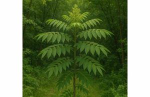 Tree of Heaven: Traditional Uses, Active Compounds, Health Benefits, and Safety Tree of heaven bark is a potent traditional astringent herb studied for diarrhea, antimicrobial effects, and anti-inflammatory compounds, with key safety cautions.
