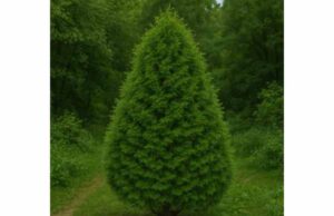 Tree-of-Life (Thuja occidentalis): Benefits for Warts, Fungal Relief, and Safe Use Tree-of-Life is best known for topical wart care and fungal relief. Learn its benefits, uses, dosage, and key safety precautions.