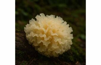 Tremella may support skin hydration, immune balance, gut health, and cognition. Learn its benefits, dosage, and safety in this evidence-based guide.