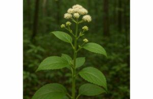 Udo (Aralia cordata) Benefits, Active Compounds, Traditional Uses, and Safety Udo (Aralia cordata) is a food-herb with antioxidant and anti-inflammatory compounds, supporting digestion, joint comfort, and metabolic balance with cautious use.