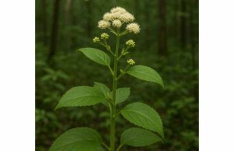 Udo (Aralia cordata) Benefits, Active Compounds, Traditional Uses, and Safety Udo (Aralia cordata) is a food-herb with antioxidant and anti-inflammatory compounds, supporting digestion, joint comfort, and metabolic balance with cautious use.