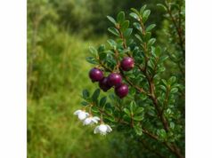 Ugni: Liver Detox Support, Active Ingredients, Benefits, and Uses