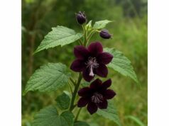 Ulatkambal: Benefits, Uses, and Active Compounds for Metabolic Balance