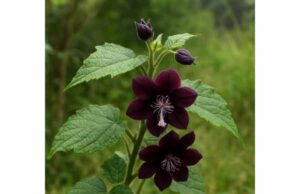 Ulatkambal (Abroma augusta) Health Benefits and Uses for Menstrual Support, Metabolic Health, and Safety Learn ulatkambal benefits for menstrual support, blood sugar balance, and inflammation, plus traditional uses, dosage, and key safety precautions.