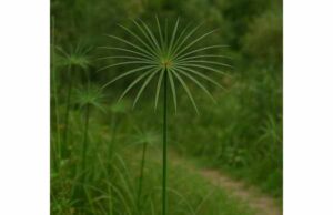 Umbrella Papyrus (Cyperus alternifolius): Potential Benefits, Key Ingredients, Uses, and Safety Guide Learn umbrella papyrus benefits, active compounds, and safety, including its antioxidant, anti-inflammatory, digestive, and liver-support potential.
