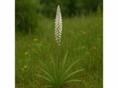 Unicorn Root: Health Benefits, Key Ingridients, Medicinal Properties, and Uses