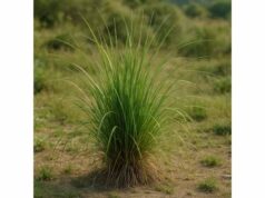 Ushir: Benefits, Respiratory Support Properties, Key Ingredients, and Uses