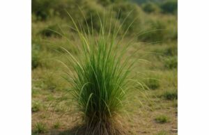 Ushir (Vetiveria zizanioides) Uses and Benefits for Skin, Calm, Cooling, and Safety Learn ushir benefits for skin comfort, cooling, calm, and digestion, plus traditional uses, active compounds, and safe ways to use vetiver root.